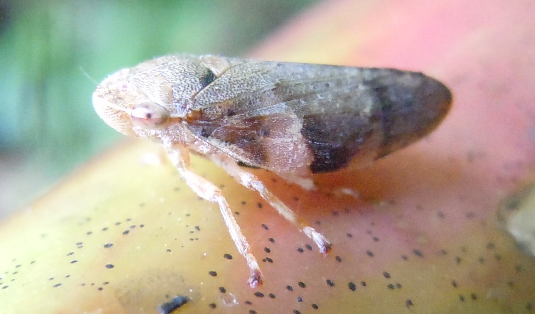 Aphrophora alni?